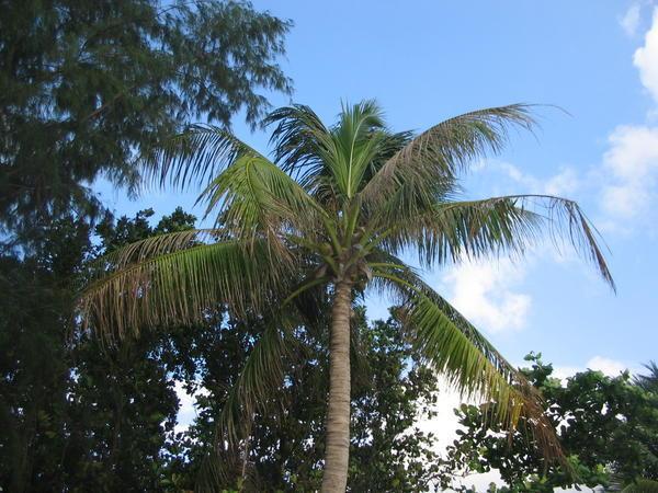 Token Palm Tree