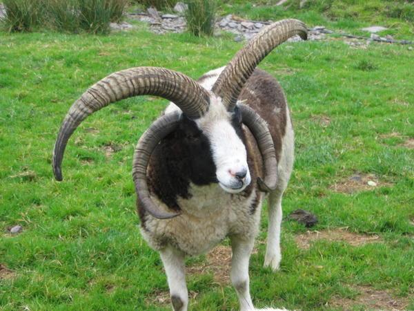 Weird Irish Sheep