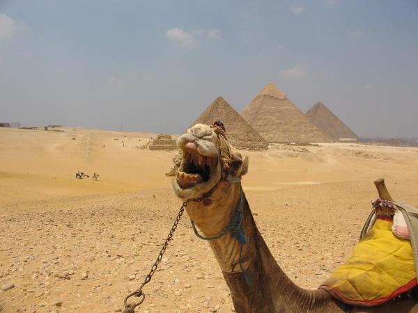 Evil Camel