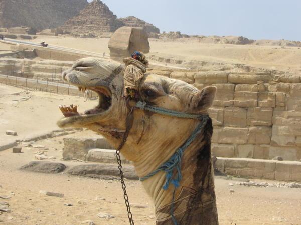 EVIL Camel!!!