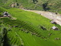 Terraced Rice Paddies Along the River