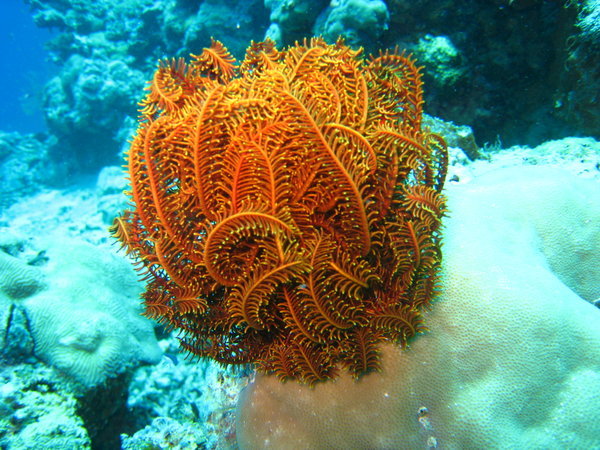 Pretty Coral
