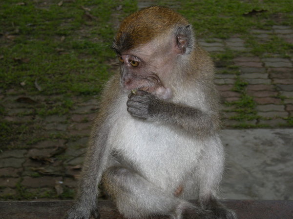 Macaque 