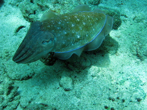 Cuttlefish