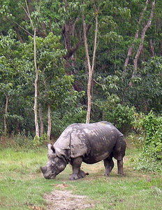 One horned Indian Rhino