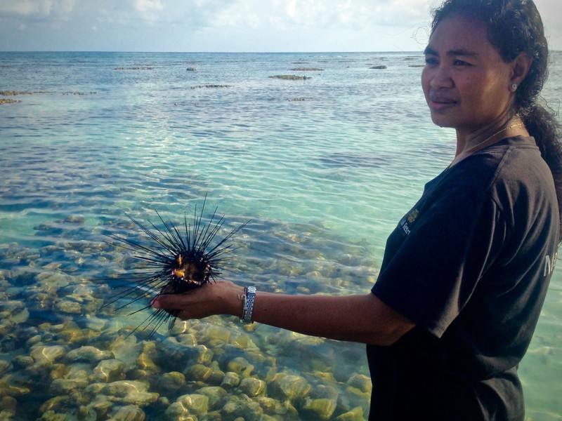 Sea Urchins