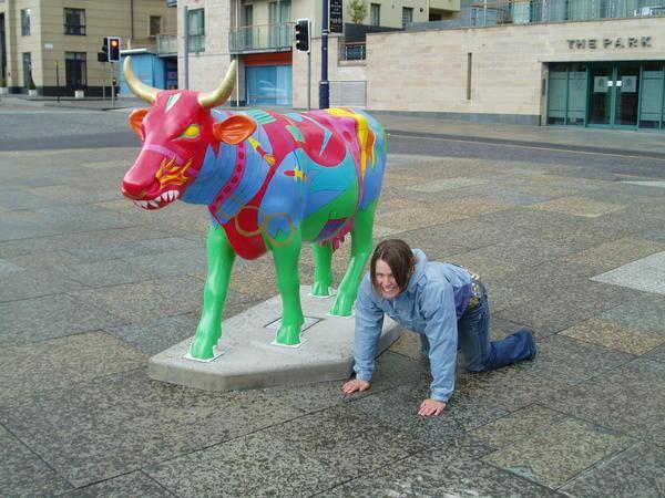 mocking the cow