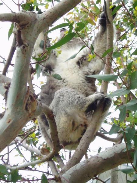 A koala 