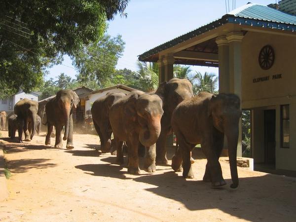 The elephants off to the river