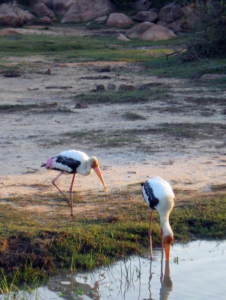 Some red necked cranes