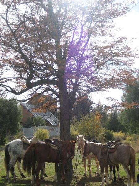 Horsey ridding in Bariloche