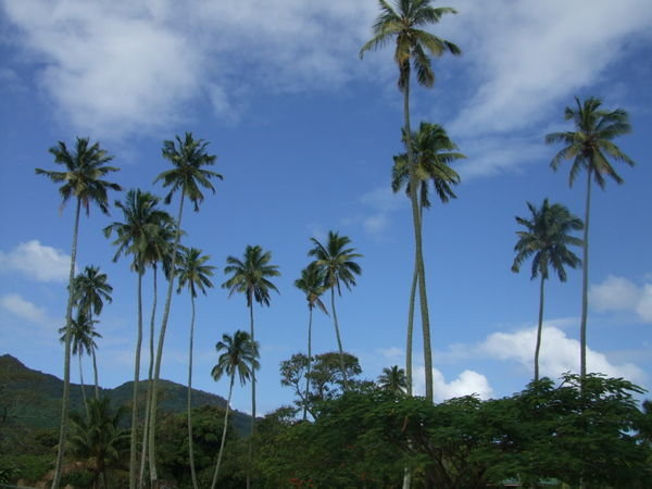 Palms 