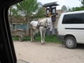 Horse and Van