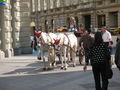 Horses in Graz