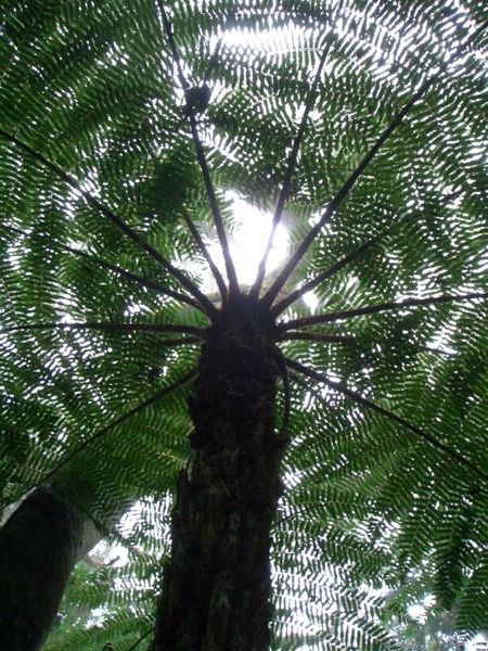 ...this is a bigger fern.