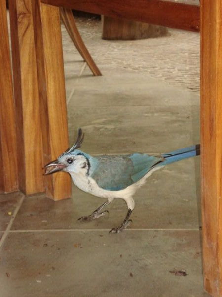 Je ne sais pas quelle sorte d'oiseau c'est, mais il est joli, non?!