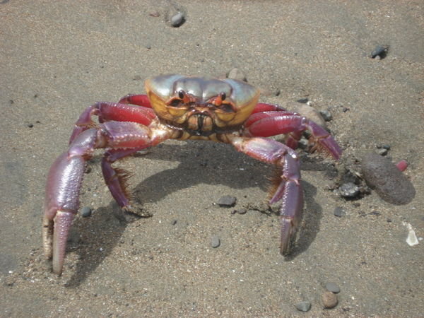 Le crabe.... The crab... 