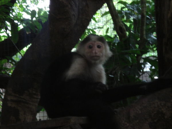 Capuchin monkey in need of Freedom...