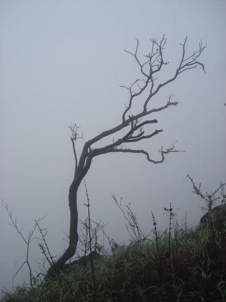 On the way up to Volcano Concepcion, it was just a tad gloomy... En montant a Volcano Concepcion, drole d'ambiance...