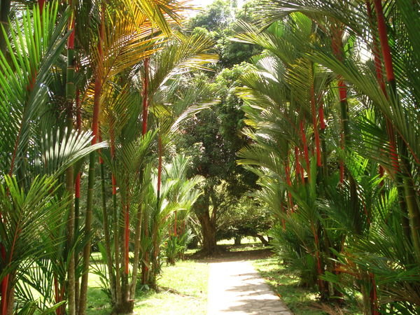 Parque Botanical Lancetilla