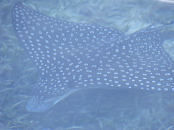 Raie 'aigle a pois' (traduction inventee!)/ Spotted Eagle Ray