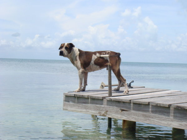 Chien de garde a la place de Saint Pierre/ Guard dog, Paradise 