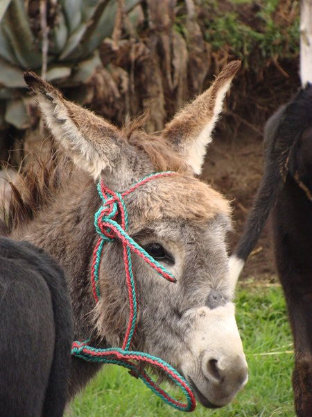 Joli ane a vendre, Saquisili/ Cute donkey for sale, Saquisili