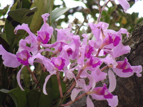 Orchids/ orchidees, Tierradentro