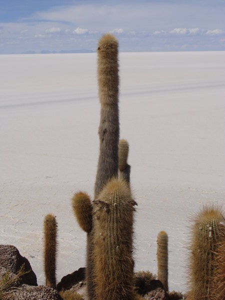 Salt flats and cacti... Salin et cactus, Isla del Pescado
