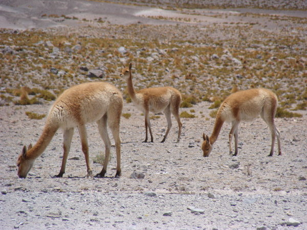 Vicuñas, Around the salt flats/ autour des salins
