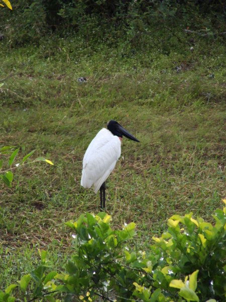 The jabiru stork, bird symbol of the Pantanal- le jaribu stork, oiseau symbole du Pantanal