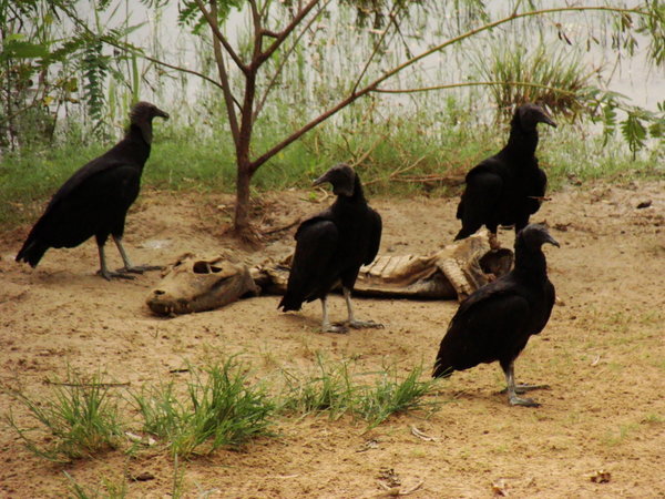 Vultures with dead cayman- vautours avec cayman mort