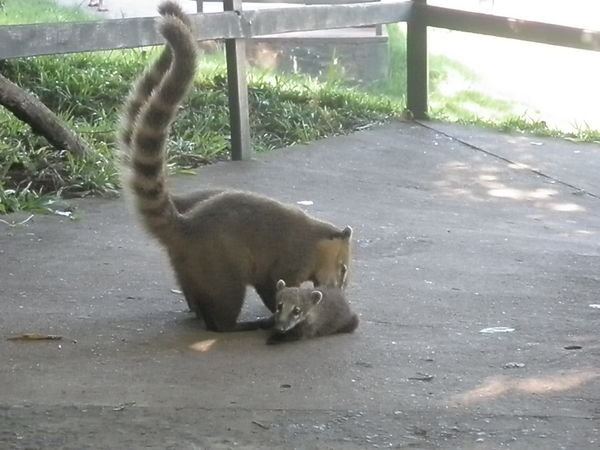 Weird and wonderful animals at Iguassu Falls