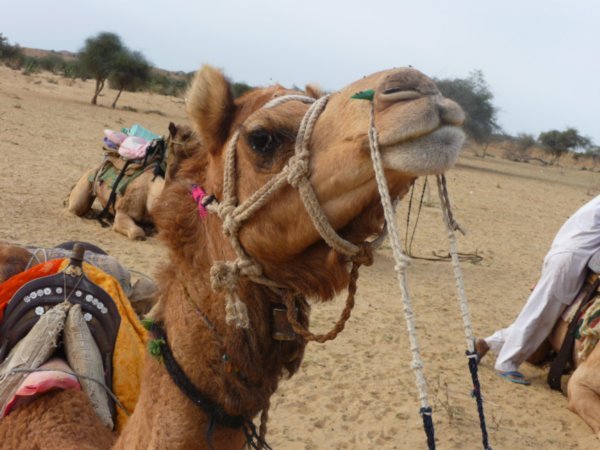 Camel Safari - Thar Desert