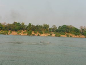 Irrawaddy Dolphin - Kampi