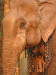 Elephants - Luang Prabang