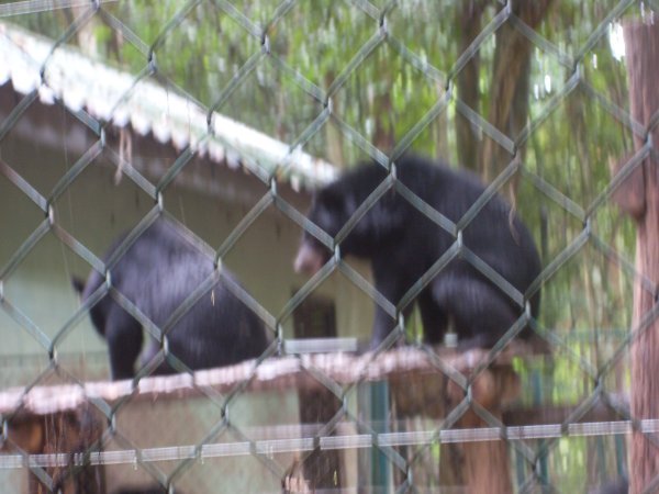 bears in a cage at the waterfall