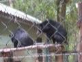 bears in a cage at the waterfall