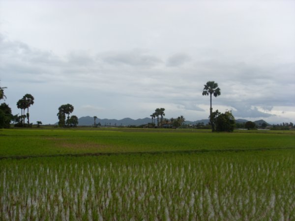 Paddy fields for miles
