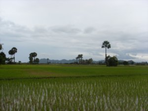 Paddy fields for miles