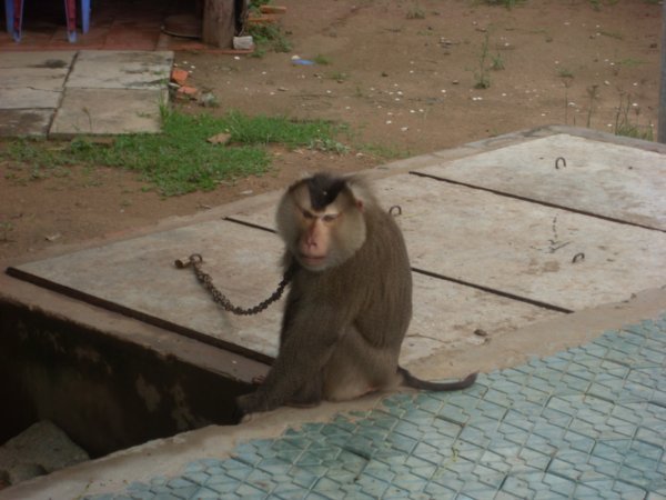 Random Monkey on a chain by the main road