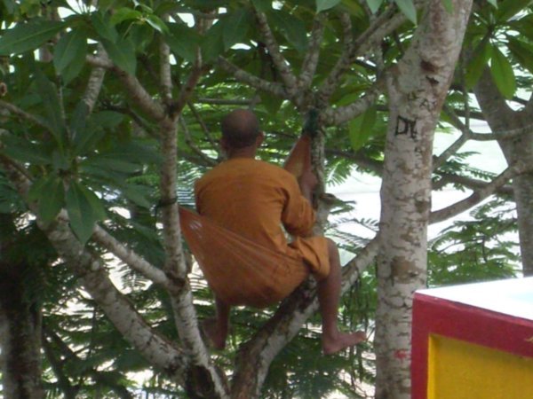 Monk in a tree hammock