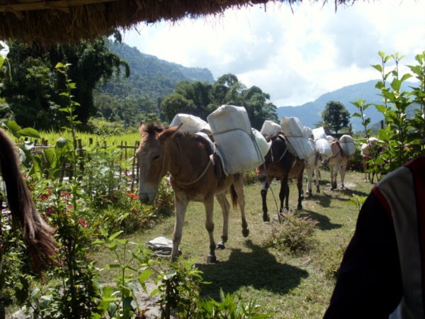 Donkeys carrying supplies