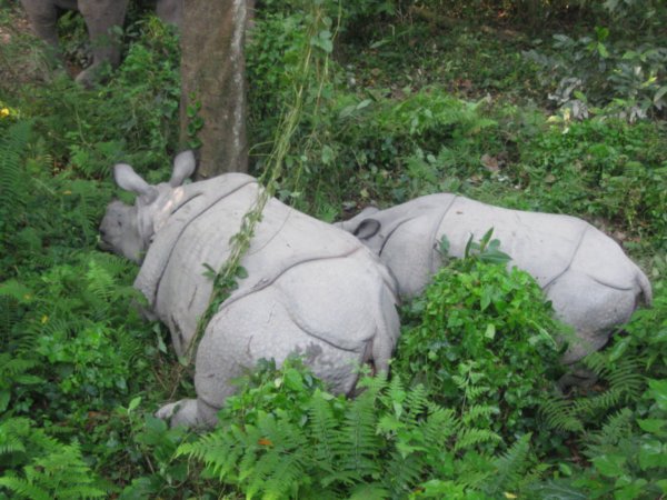we came across two rhino while on our elephant safari in Chitwan