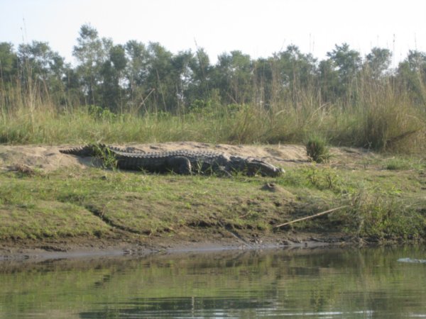 huge croc about 5 metres away from us in our tiny canoe