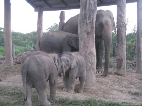 elephant breeding centre