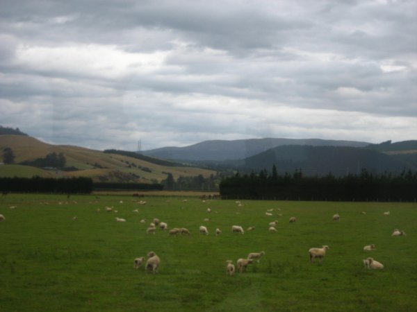 Sheep and Sheeps