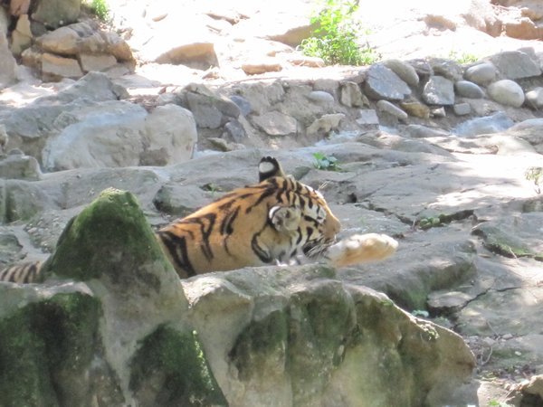 Seoul Zoo Tiger