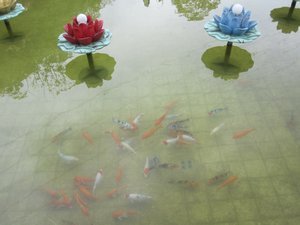 Fishies in a pond