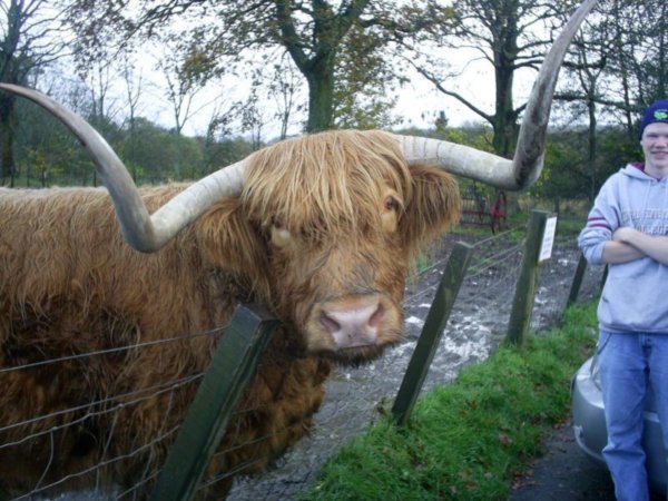hamish! the highland cow!